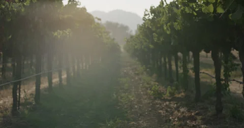 Vineyard Grape Vine Rows with Flare at Sunset Golden Hour Napa Valley Stock Footage 37627793