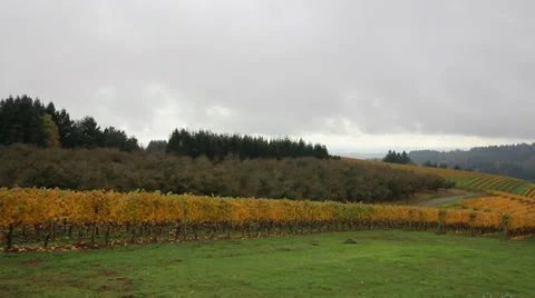 Vineyard with Grape Vines and Fall Colors in Dundee Oregon Panning 1920x1080 Stock Footage 32234896