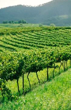 Vineyard, Grape Vines Stock Photos