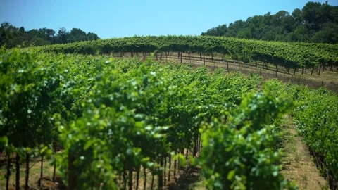 Vineyard grape vines rack focus Stock Footage 112465105