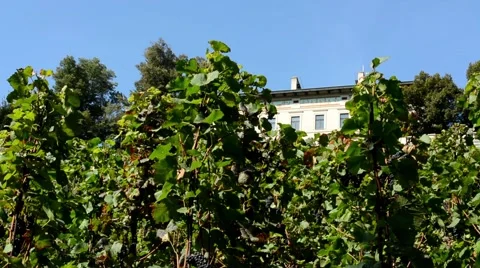 Vineyard (grape wine) - building - blue sky - sunny Stock Footage 42451961