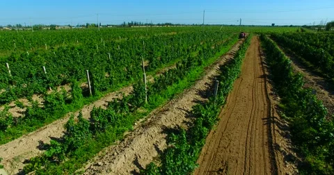 Vineyard grapery  vinery Video stock 67580596