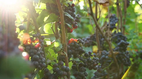 Vineyard Grapes 002 Stock Footage 30079293