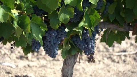 Vineyard with grapes - 465 Video stock 311019623