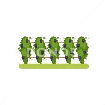 Vineyard with grapes bunches, grape plantation vector Illustration on a white Stock Illustration