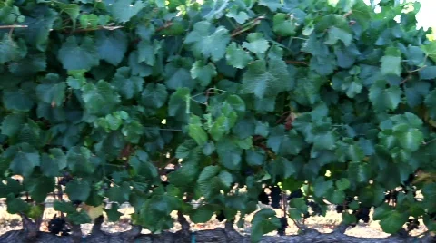 Vineyard Grapes Close Drive By Stock Footage 838221