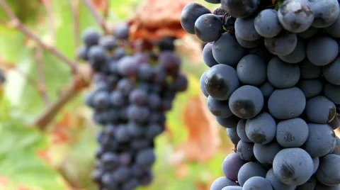 Vineyard Grapes Closeup Stock Footage 850408