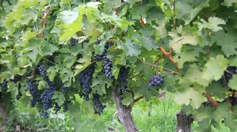 Vineyard Grapes Stockbeeldmateriaal 12834533