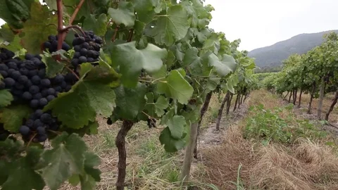 Vineyard grapes Видео 77044837