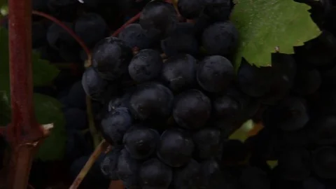 Vineyard grapes Stock Footage 77044864