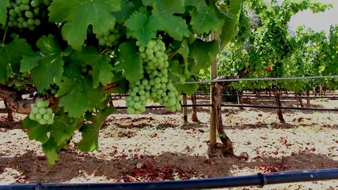 Vineyard grapes Stock Footage 92772815