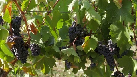 Vineyard with grapes footage. Stock Footage 80398162