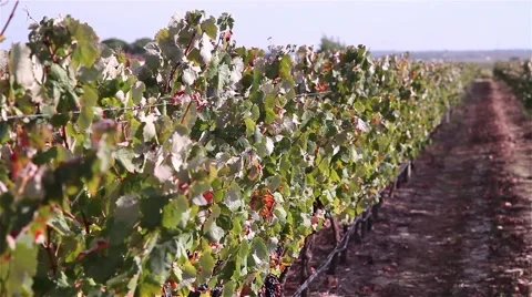 Vineyard with grapes to harvest Stock Footage 55915991