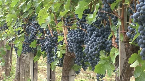 Vineyard grapes more of them one line Cabernet Sauvignon Stock-Footage 42880062