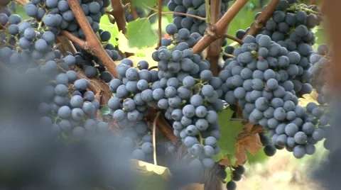 Vineyard grapes more of them second plan focus Cabernet Sauvignon Stock Footage 42880057