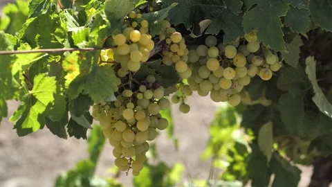Vineyard grapes palomino tree Video stock 156614738