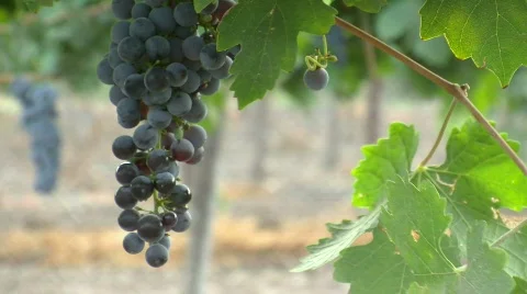 Vineyard grapes pan 1 Stockbeeldmateriaal 501929