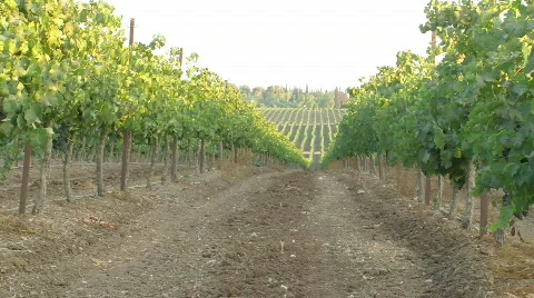 Vineyard grapes pan 2 Stockbeeldmateriaal 502306