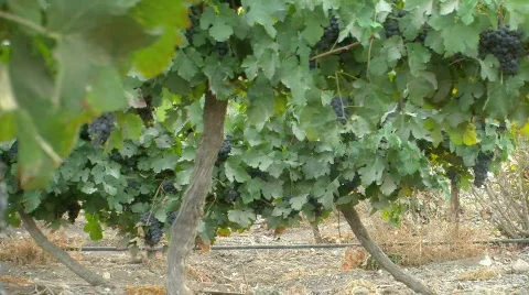Vineyard grapes pan 3 Stock Footage
