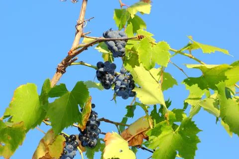 Vineyard with grapes Foto stock