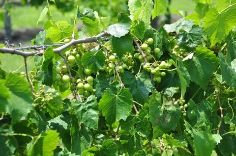 Vineyard grapes Stock Photos