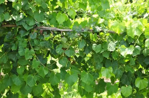 Vineyard grapes Stock Photos