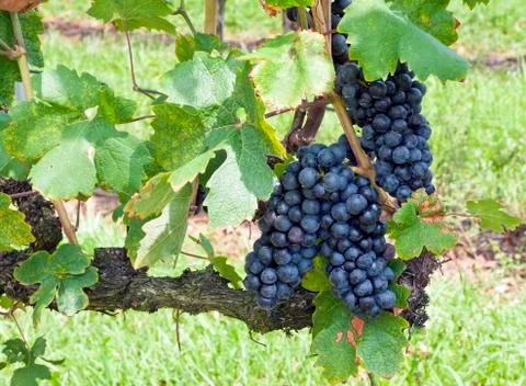 Vineyard grapes Stock Photos
