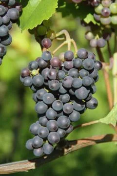 Vineyard, grapes Stock Photos