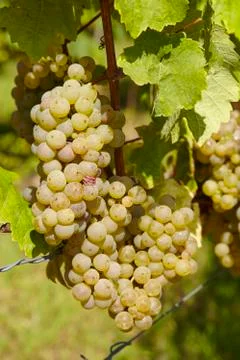 Vineyard - grapes Stock Photos