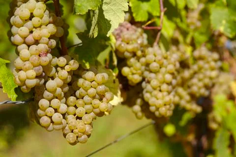 Vineyard - grapes Stock Photos