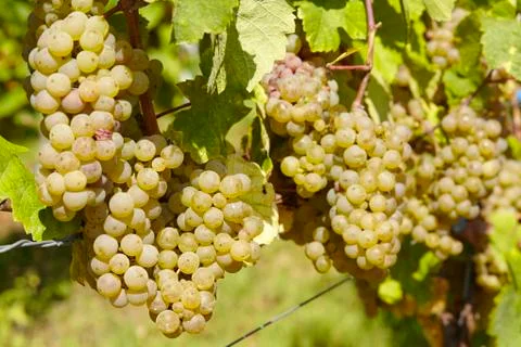 Vineyard - grapes Stock Photos