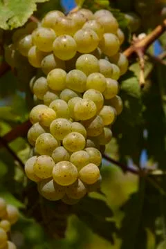 Vineyard - grapes Stock Photos