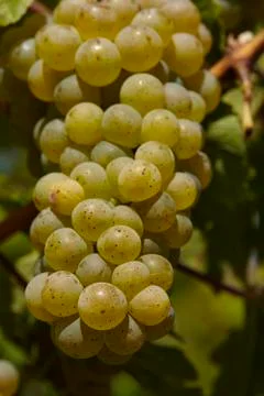 Vineyard - grapes Stock Photos