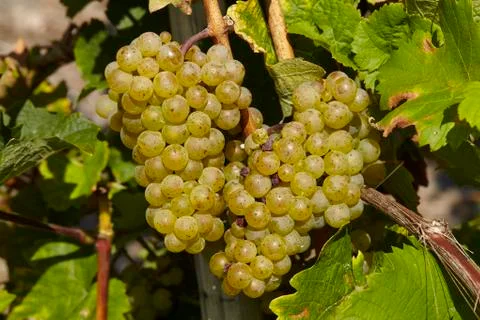 Vineyard - grapes Stock Photos