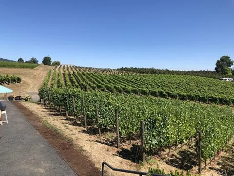 Vineyard of Grapes  Stock Photos