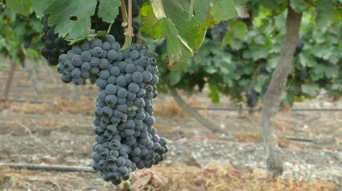 Vineyard grapes picking 1 Stockbeeldmateriaal 499876