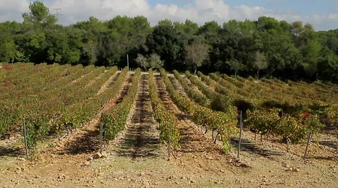 Vineyard grapes tracks field rows france provence winemaking Stock Footage 46361391