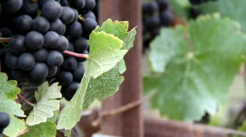 Vineyard Grapes Veraison Stock Footage 846215