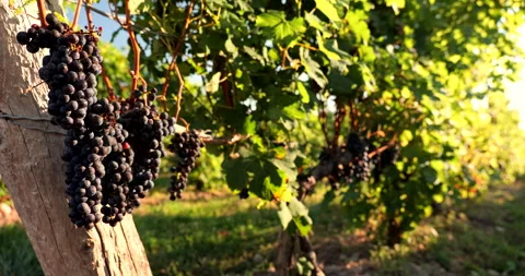 Vineyard grapes on the vine Video stock 249217620