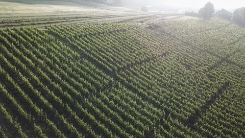 Vineyard, Grapes, Vine, Tree, Landscape, Aerial, 4K 스톡 동영상 90529424