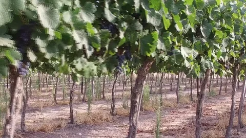 Vineyard grapes for wine track Stock Footage 91902177