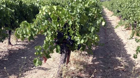Vineyard grapes zoom in Stock Footage 80759550