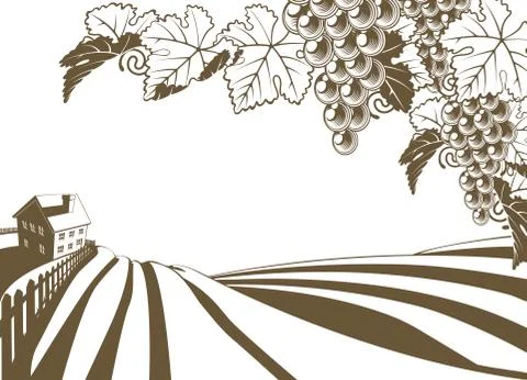 Vineyard grapevine farm illustration Ilustração Stock