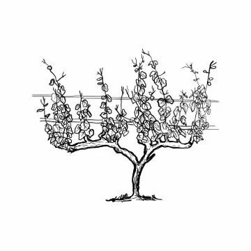Vineyard in a graphic style. Vector illustration. Stock Illustration