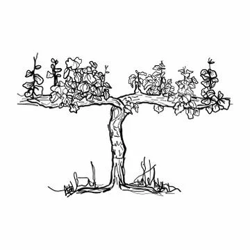 Vineyard in a graphic style. Vector illustration. Stock Illustration