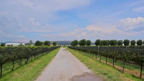 Vineyard Gravel Road Lined Trellised Grape Vines Central Queretaro Wine Stock Footage 345439579