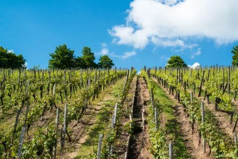 Vineyard with great blue sky Stock Photos