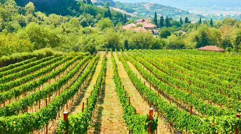 Vineyard in Greece. Stock Photos