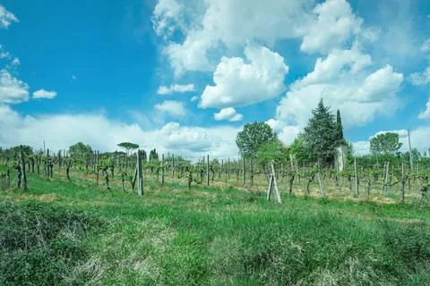 Vineyard, green grapevine rows and rolling hills, panaramic view, landscape Stock Photos