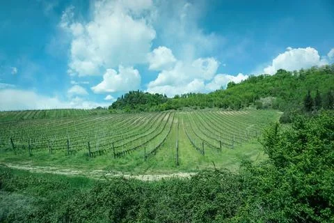 Vineyard, green grapevine rows and rolling hills, panaramic view, landscape Stock Photos